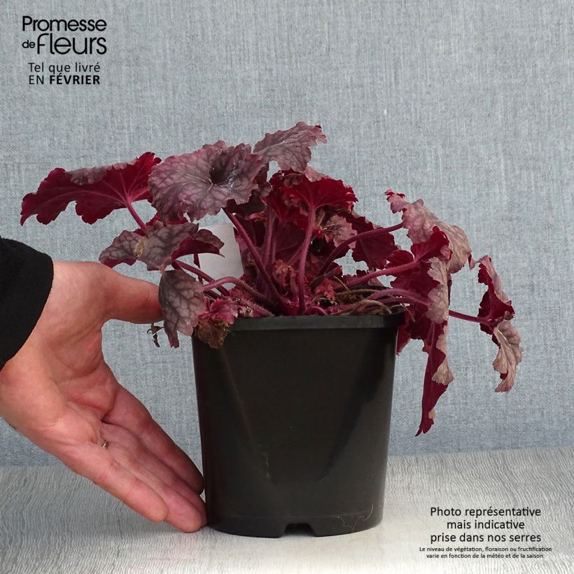 Heuchère - Heuchera Berry Smoothie en pot de 1,5L./2L. sample as delivered in winter