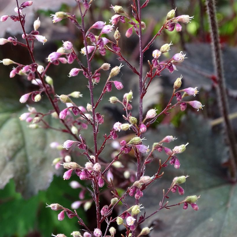 Heuchera Binoche (Flowering)
