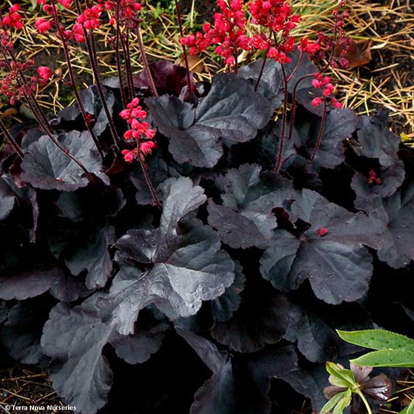 Heuchera Black Forest Cake (Foliage)