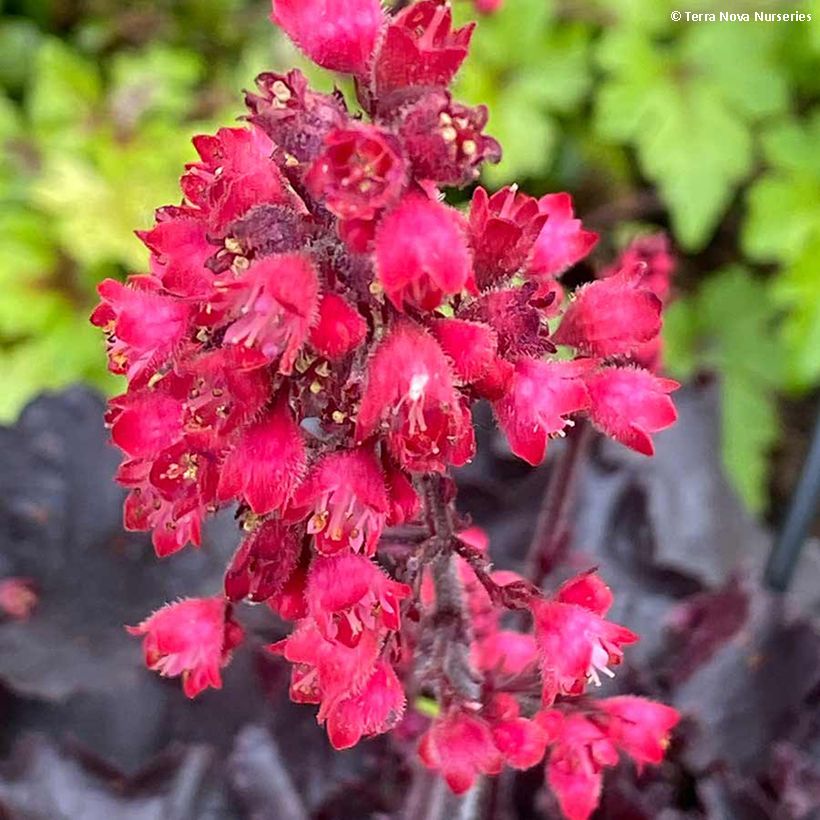 Heuchera Black Forest Cake (Flowering)