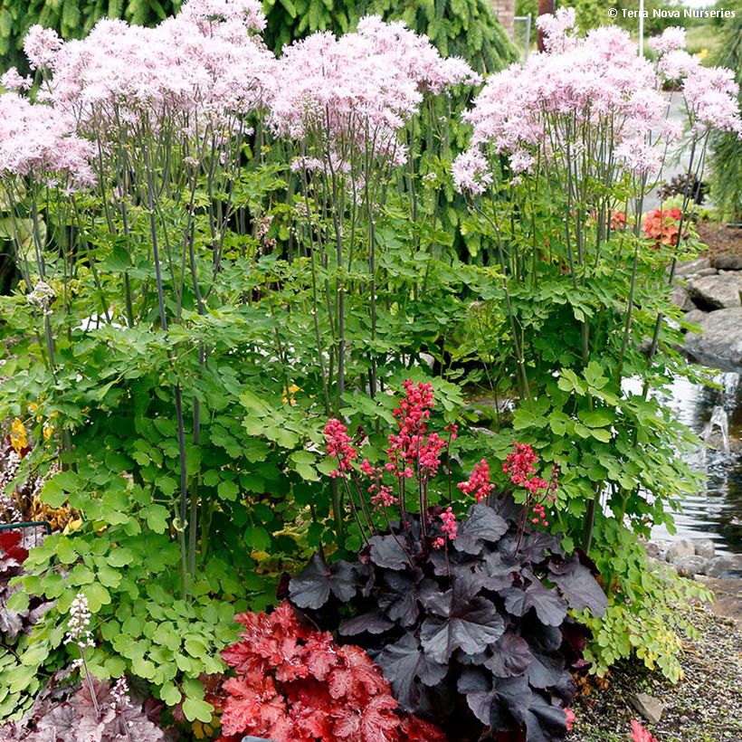 Heuchera Black Forest Cake (Plant habit)