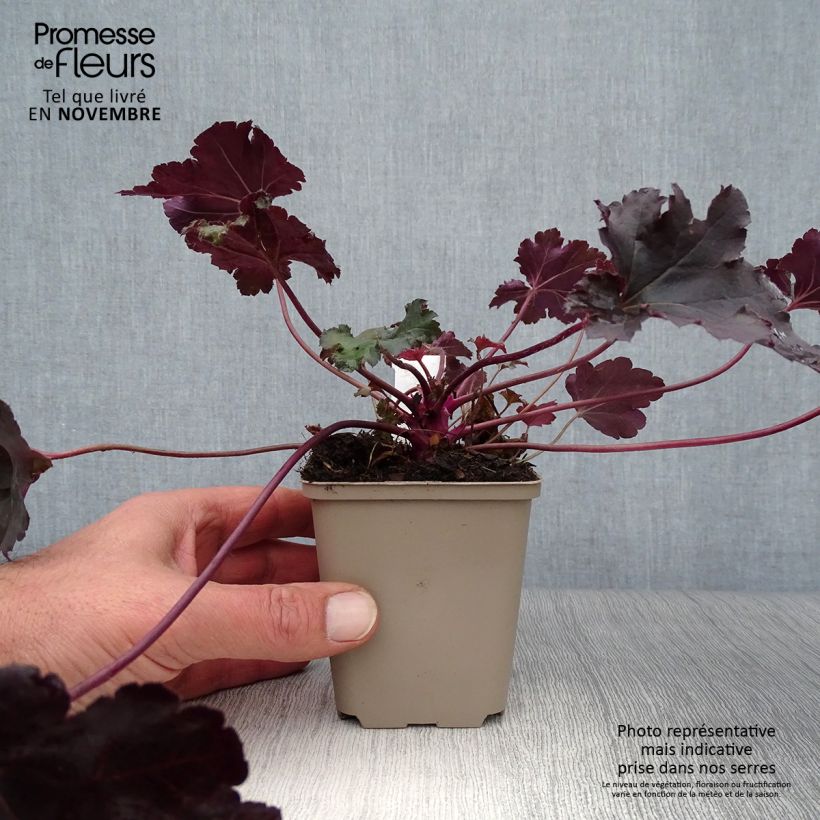 Heuchera villosa Black Pearl 8/9 cm pot sample as delivered in autumn