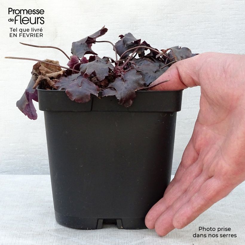 Heuchère - Heuchera Blackout en pot de 2L/3L sample as delivered in winter