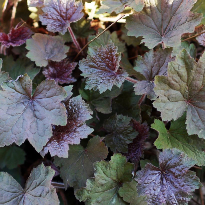 Heuchera villosa Brownies (Foliage)