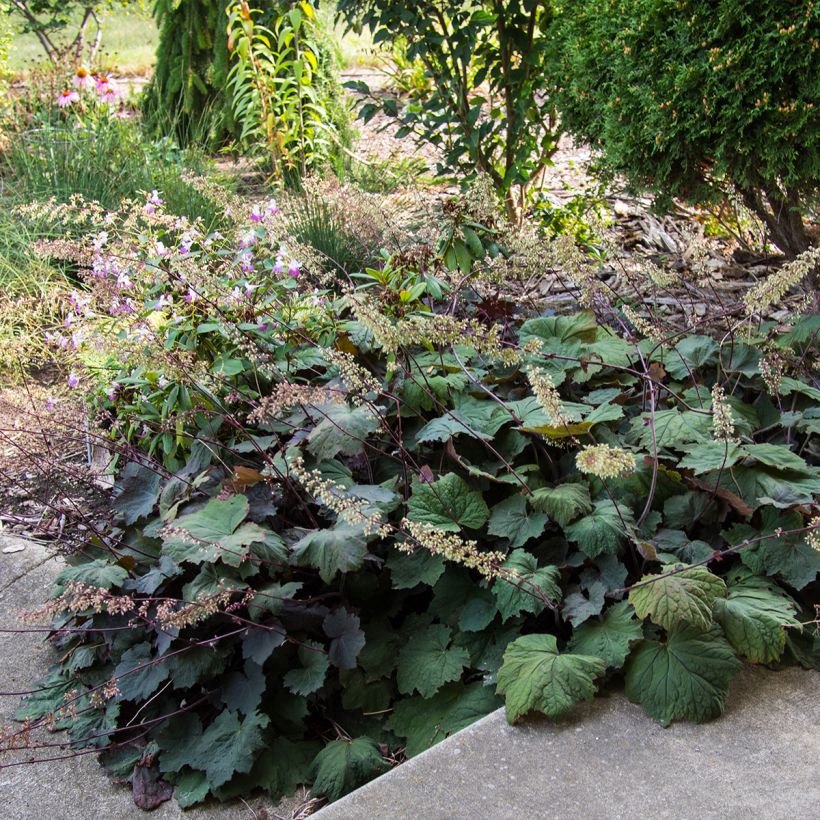 Heuchera villosa Brownies (Plant habit)