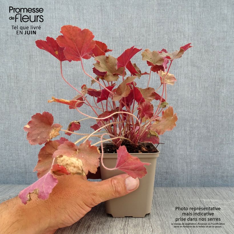 Heuchera villosa Caramel 8/9 cm pot sample as delivered in summer