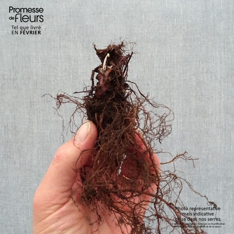 Heuchera villosa Caramel Bare root sample as delivered in winter