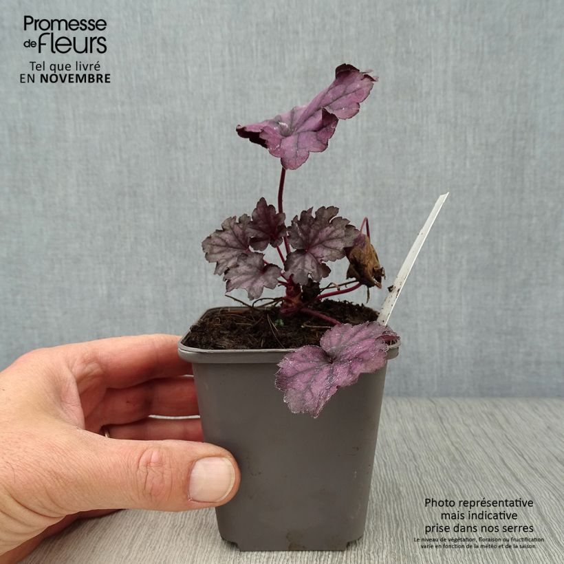 Heuchere - Heuchera Forever Purple Godet de 9cm sample as delivered in autumn