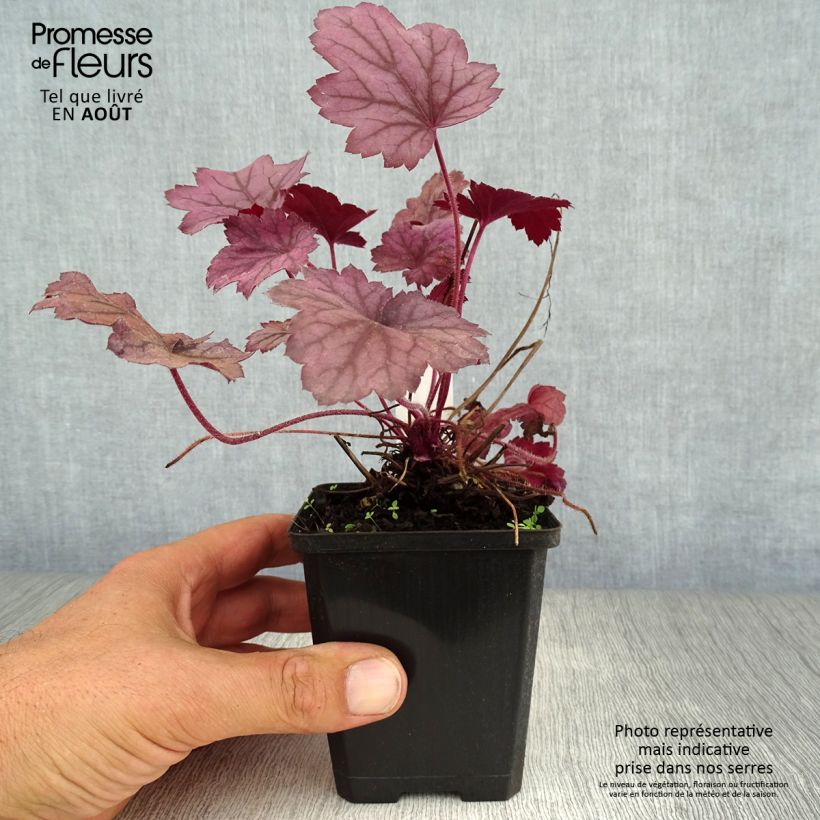 Heuchera Georgia Plum 8/9 cm pot sample as delivered in summer