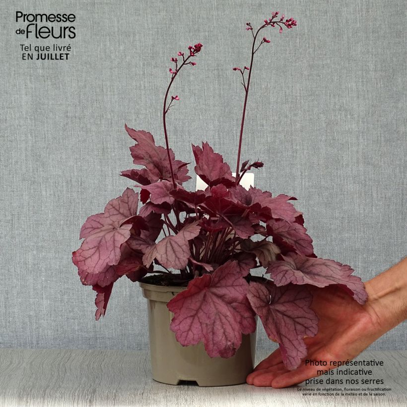 Heuchera Georgia Plum 2L/3L pot sample as delivered in summer