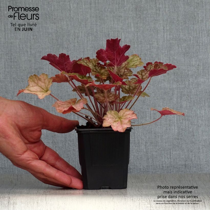 Heuchera Ginger Ale 8/9 cm pot sample as delivered in summer