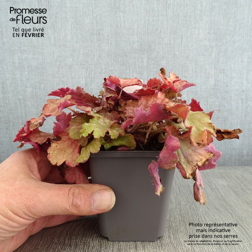 Heuchère - Heuchera Ginger Peach Godet de 9cm sample as delivered in winter