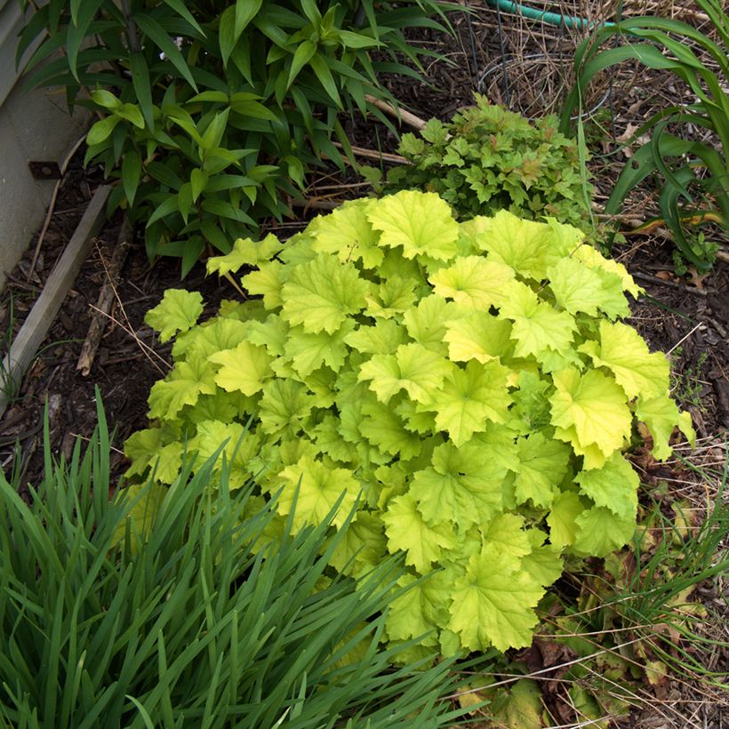 Heuchera Guacamole (Plant habit)