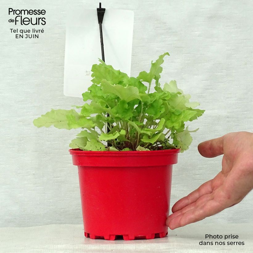 Heuchera Lime Marmalade 2L/3L pot sample as delivered in summer