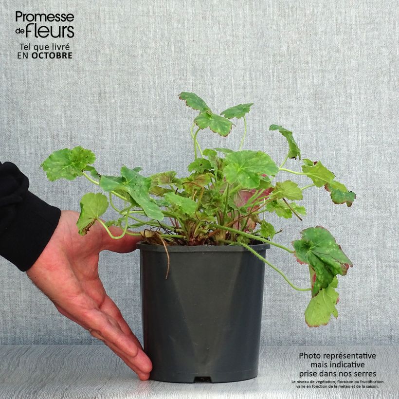 Heuchera Miracle 2L/3L pot sample as delivered in autumn