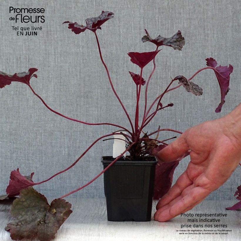 Heuchera Plum Pudding 8/9 cm pot sample as delivered in summer