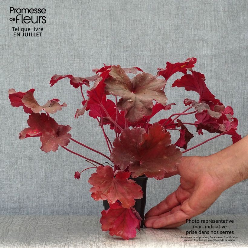 Heuchera Rio 7/8 cm pot sample as delivered in summer
