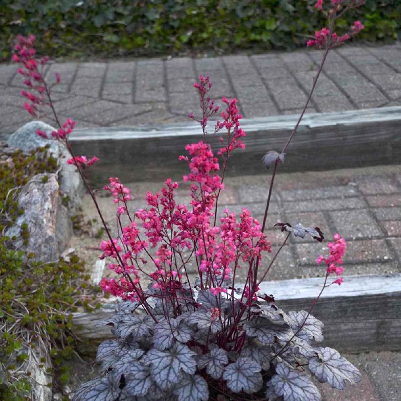 Heuchera Timeless Treasure (Plant habit)