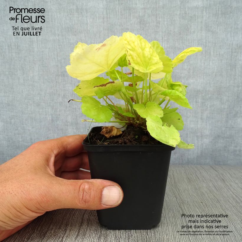 Heuchera Tiramisu 8/9 cm pot sample as delivered in summer