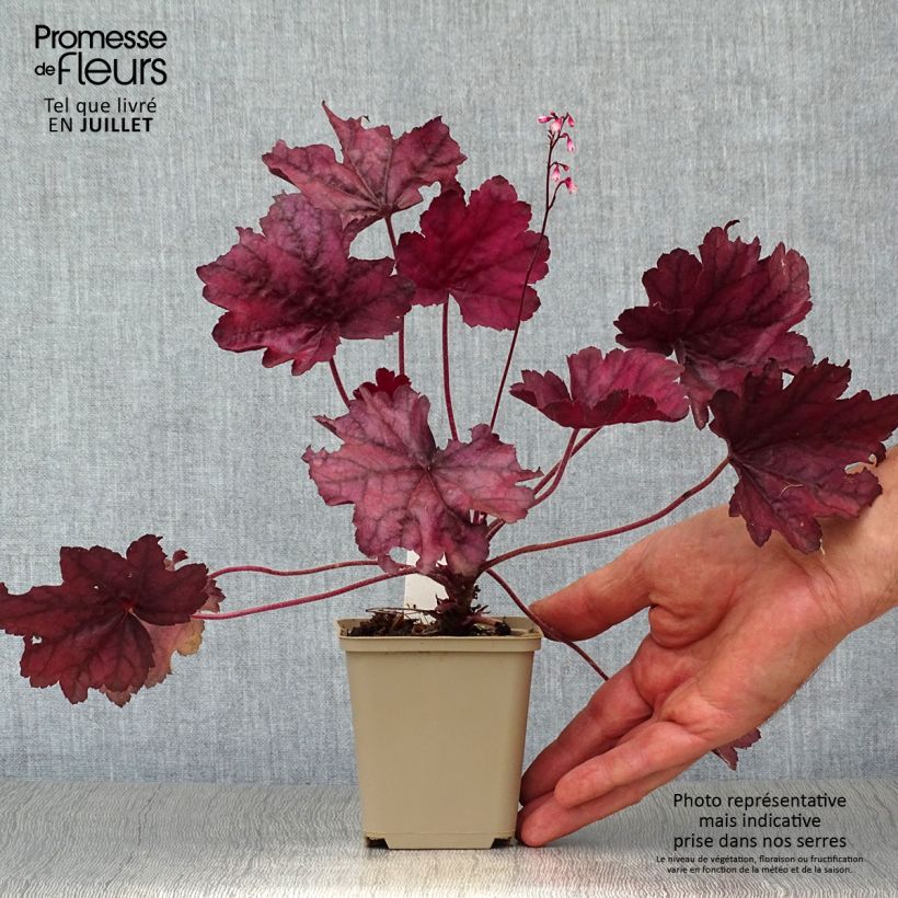Heuchera villosa Wild Rose 8/9 cm pot sample as delivered in summer