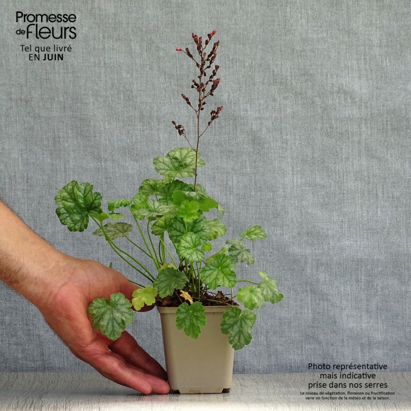 Heuchera Paris 8/9 cm pot sample as delivered in summer