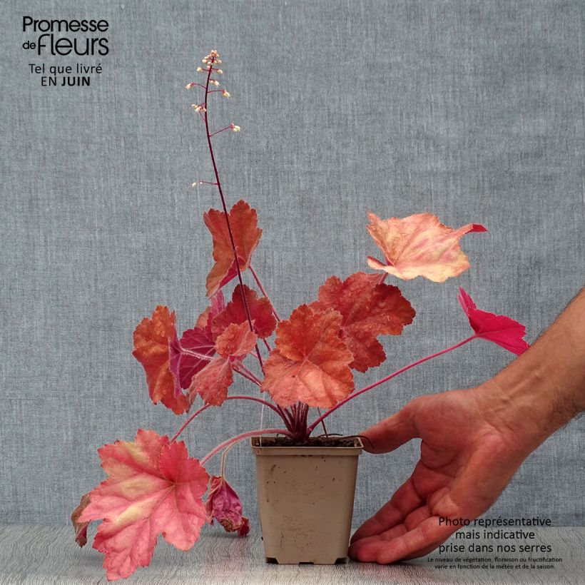 Heuchera Southern Comfort 8/9 cm pot sample as delivered in summer