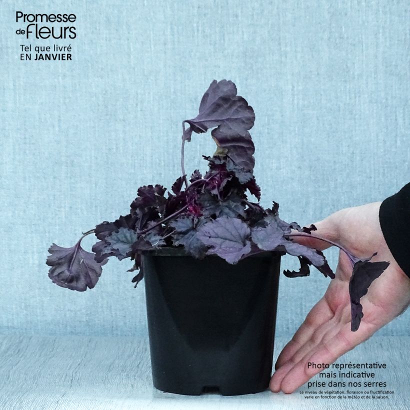 Heuchera Dolce Wildberry 1.5L/2L pot sample as delivered in winter