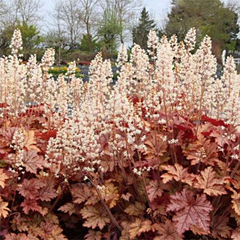 Heucherella Honey Rose (Plant habit)