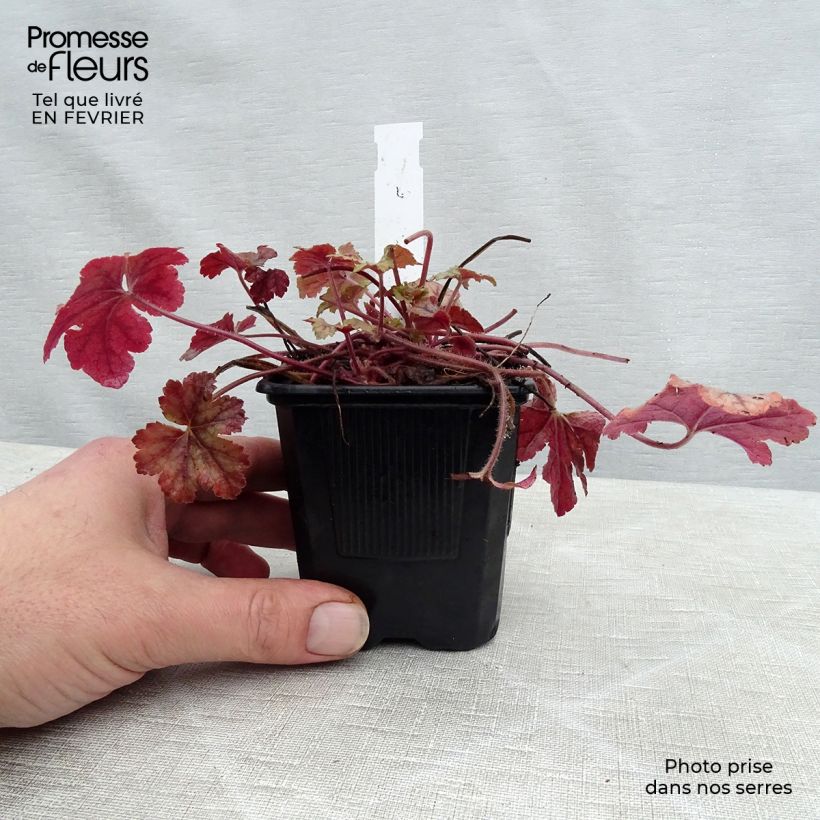 Heucherella Honey Rose en godet de 9 cm sample as delivered in winter