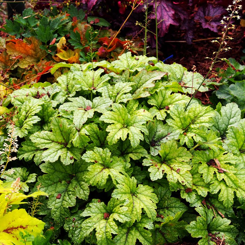 Heucherella Kimono (Plant habit)