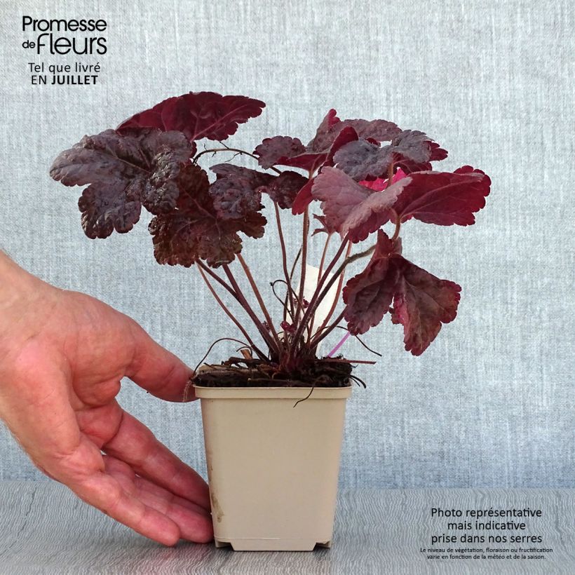Heucherella Onyx 8/9 cm pot sample as delivered in summer