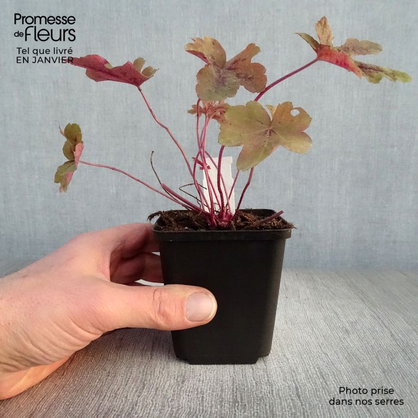 Heucherella Red Rover Godet de 9cm sample as delivered in winter