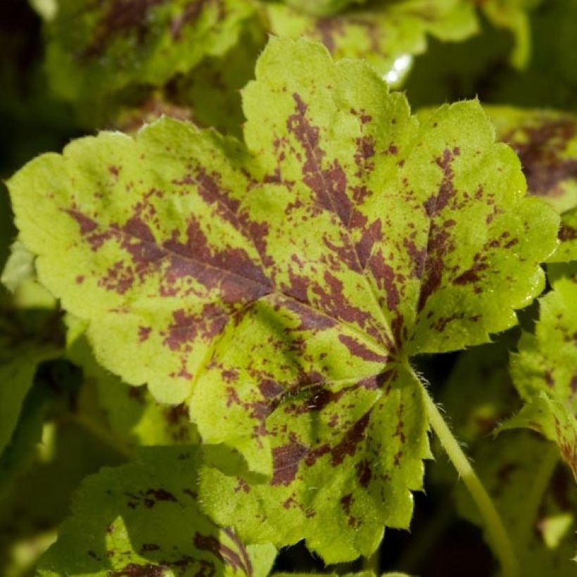 Heucherella Solar Power (Foliage)