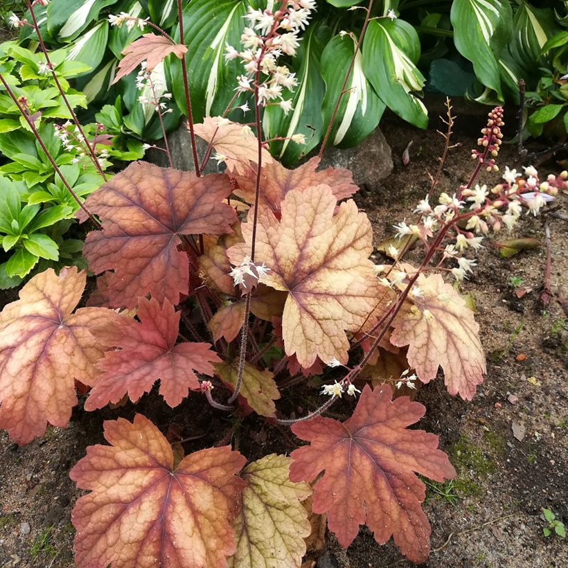 Heucherella Sweet Tea (Plant habit)