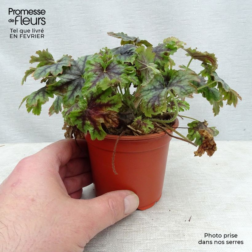 Heucherella Tapestry Godet de 9cm sample as delivered in winter