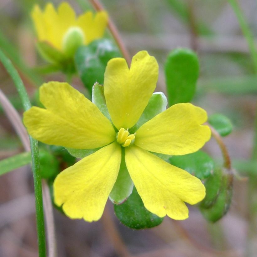 Hibbertia aspera (Flowering)