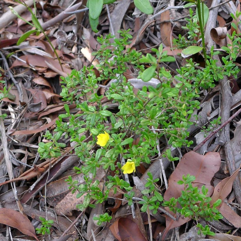 Hibbertia aspera (Plant habit)