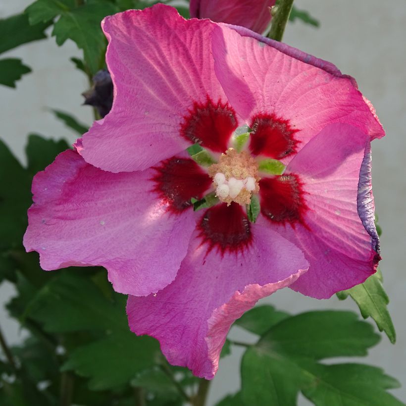Hibiscus syriacus Pink Giant - Rose of Sharon (Flowering)