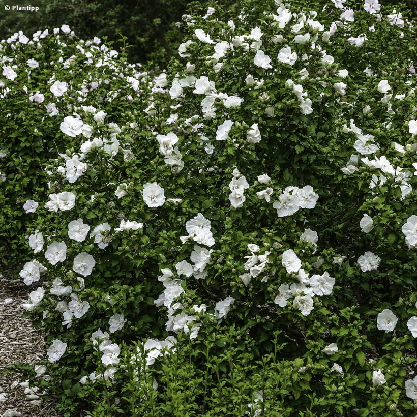 Hibiscus syriacus White Chiffon - Rose of Sharon (Plant habit)