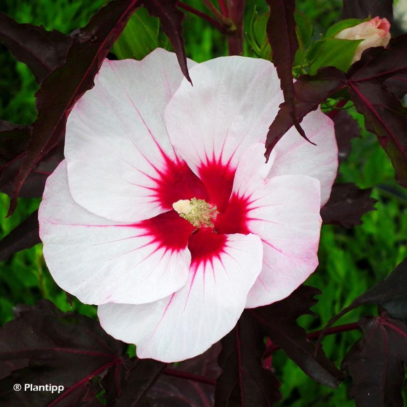 Hibiscus moscheutos Jolly Heart - Swamp Rose Mallow (Flowering)