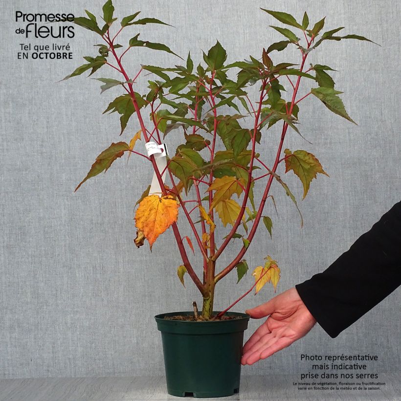 Hibiscus moscheutos PLANET Griotte - Hibiscus des marais Pot de 3L/4L sample as delivered in autumn