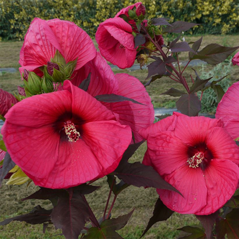 Hibiscus moscheutos Planet Griotte - Swamp Rose Mallow (Foliage)