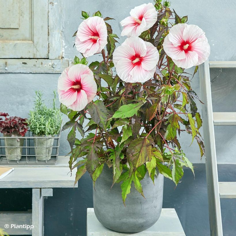 Hibiscus moscheutos Pink Candy - Swamp Rose Mallow (Plant habit)