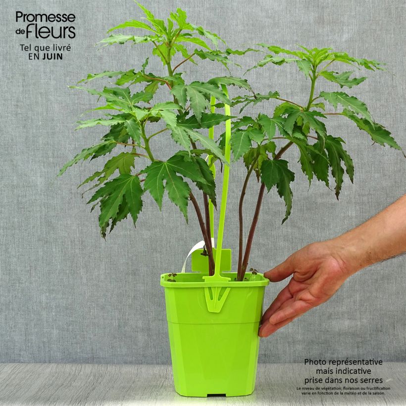 Hibiscus moscheutos Pink Candy - Swamp Rose Mallow 4L/5L potShipped height around 40/50cm sample as delivered in summer