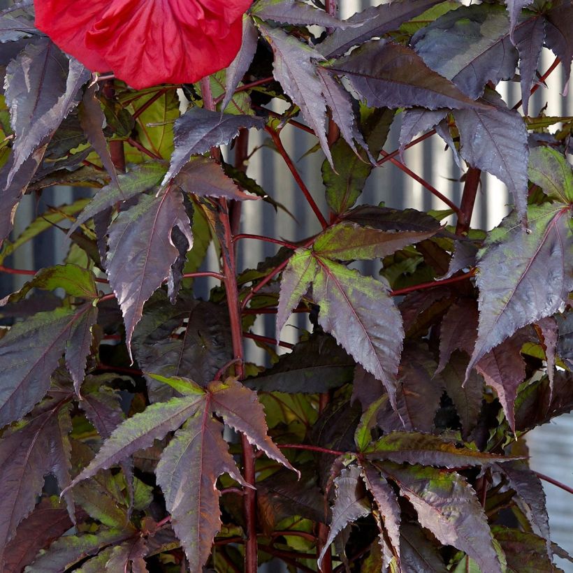 Hibiscus moscheutos Red Wine - Swamp Rose Mallow (Foliage)