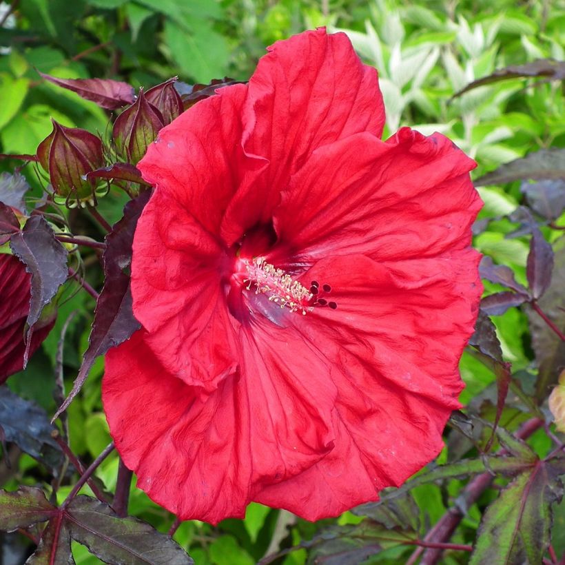 Hibiscus moscheutos Red Wine - Swamp Rose Mallow (Flowering)