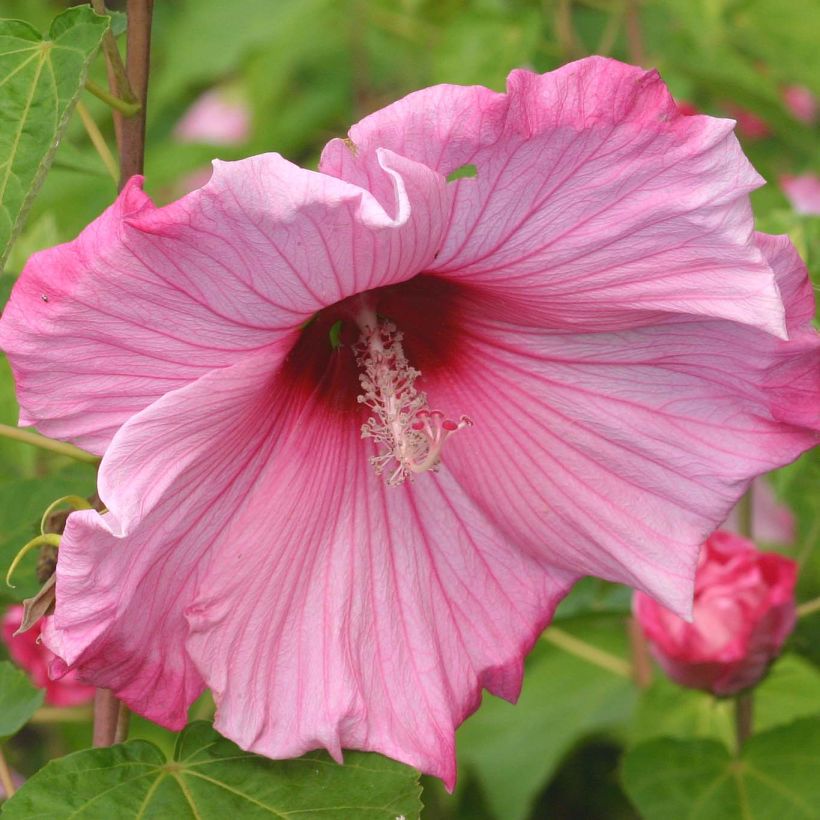 Hibiscus moscheutos Sweet Caroline - Swamp Rose Mallow (Flowering)