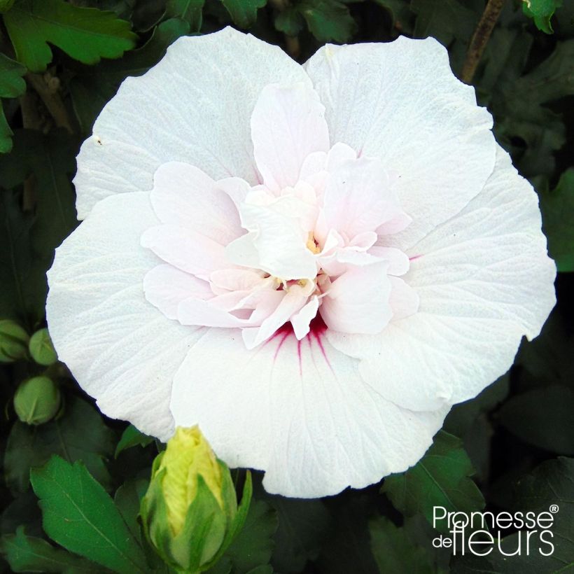 Hibiscus syriacus China Chiffon - Rose of Sharon (Flowering)