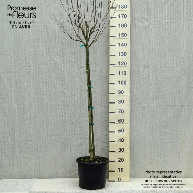 Hibiscus syriacus China Chiffon - Rose of Sharon 7.5L/10L potShipped height around 180/190cm sample as delivered in spring