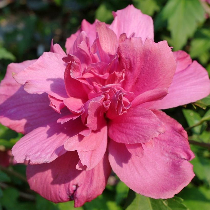 Hibiscus syriacus Duc de Brabant - Rose of Sharon (Flowering)